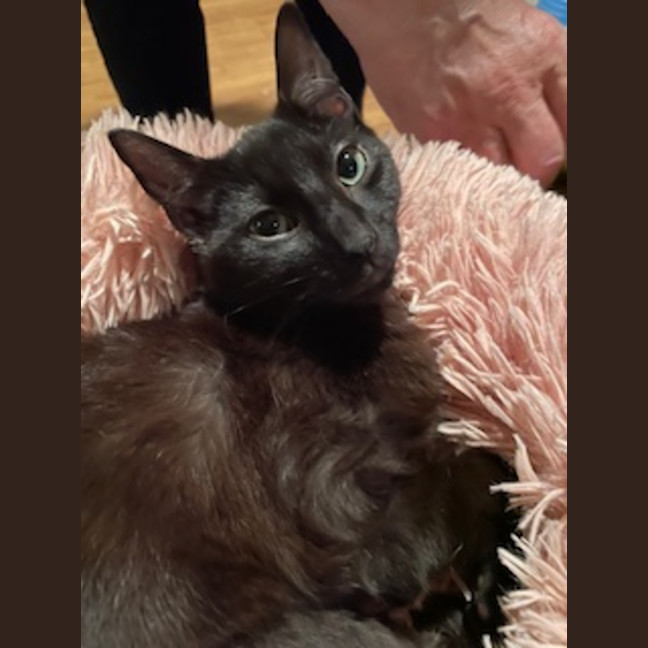 Photo of Sir Cuddles A Lot   6 Month Old Domestic Sh