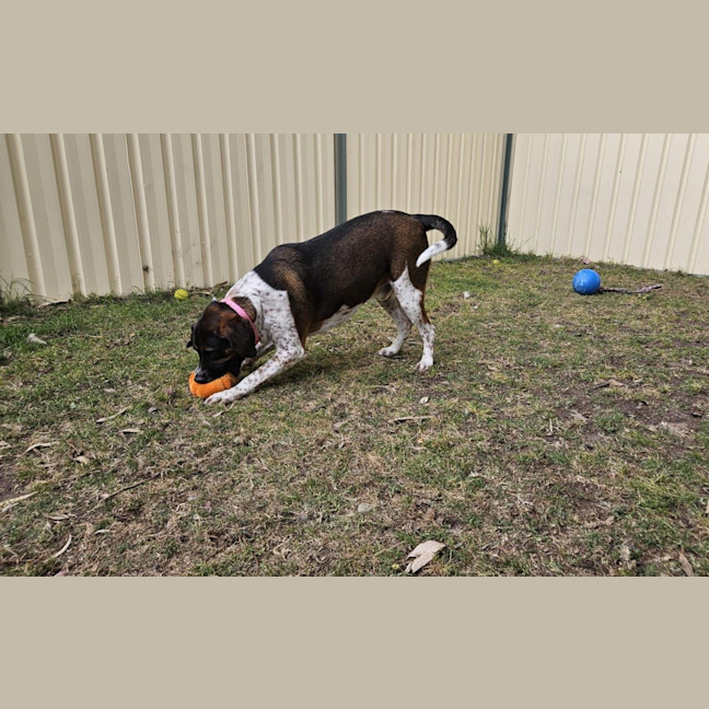 Photo of Georgie Porgie