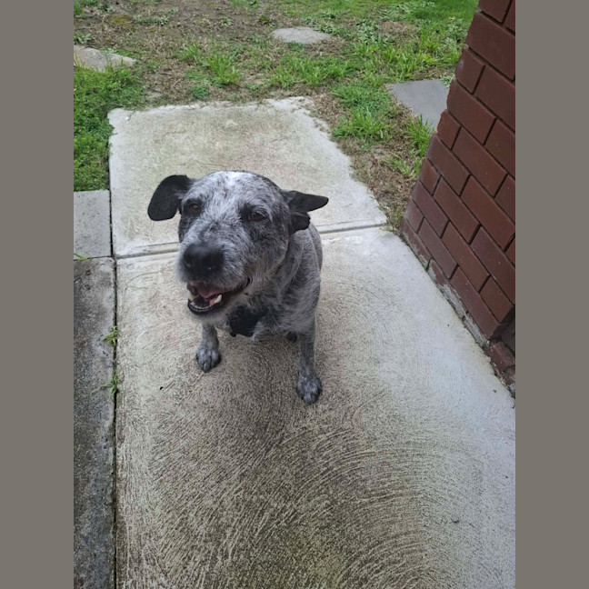 Photo of Scruffy