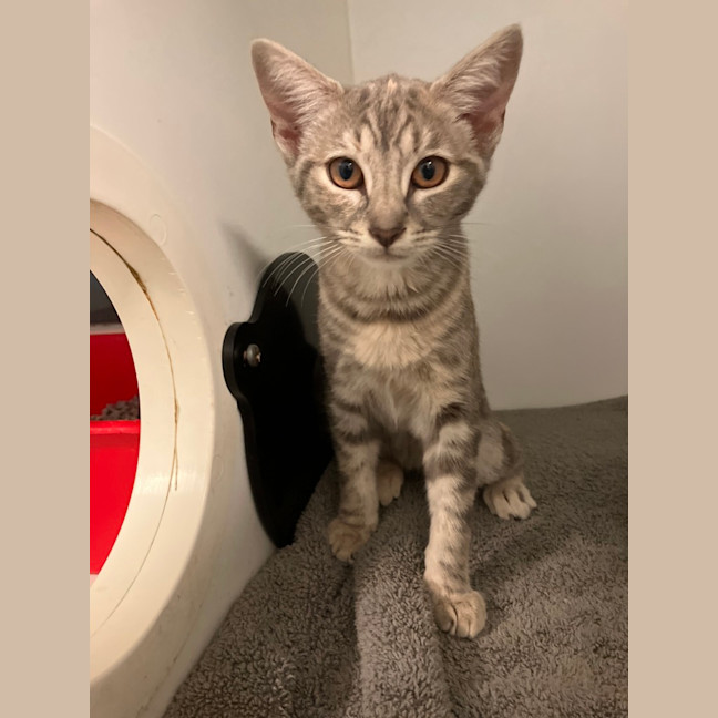 Photo of Clover