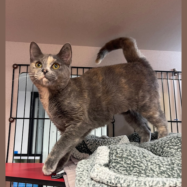 Photo of Storm