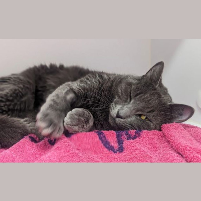 Photo of Dusty