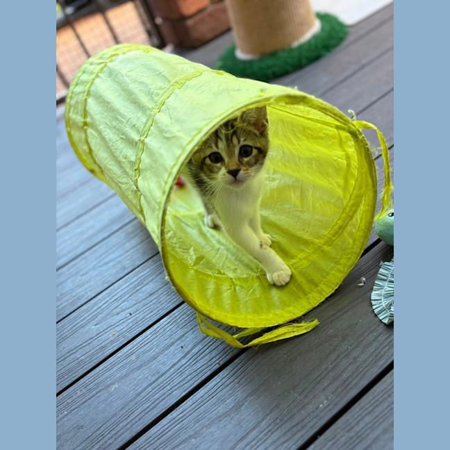 Photo of Louie 🐾🥳💙💙