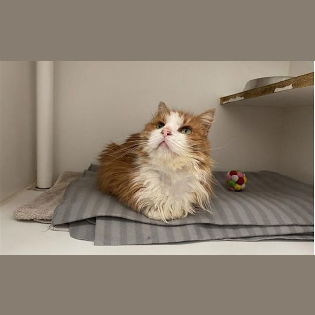 Photo of Simba