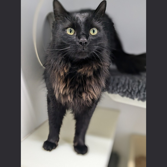 Photo of 🦁 Winston (Winnie) 5633🦁