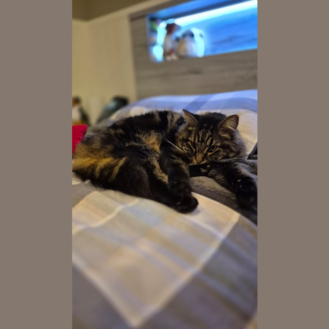 Photo of Fanta And Coke 