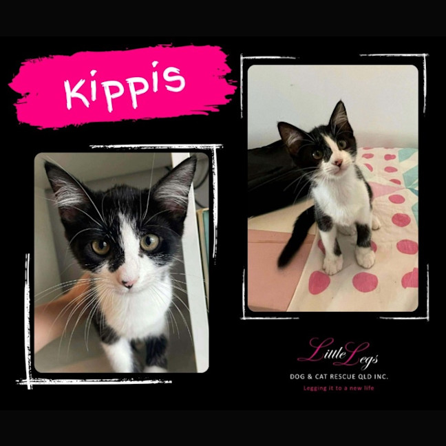 Photo of Kippis