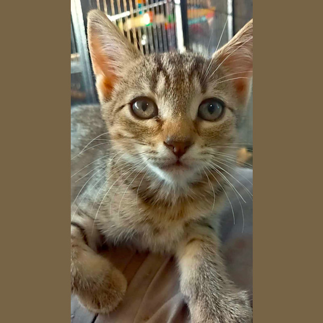 Photo of Tally