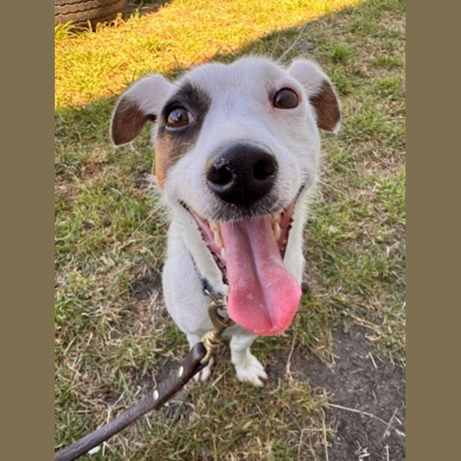 Photo of Patches (67738)