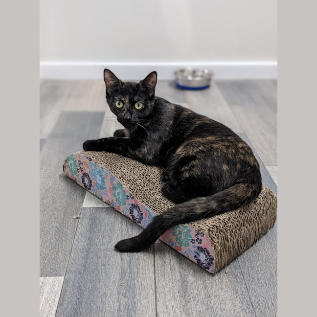 Photo of Hazel & Olive  Located In Keilor Downs