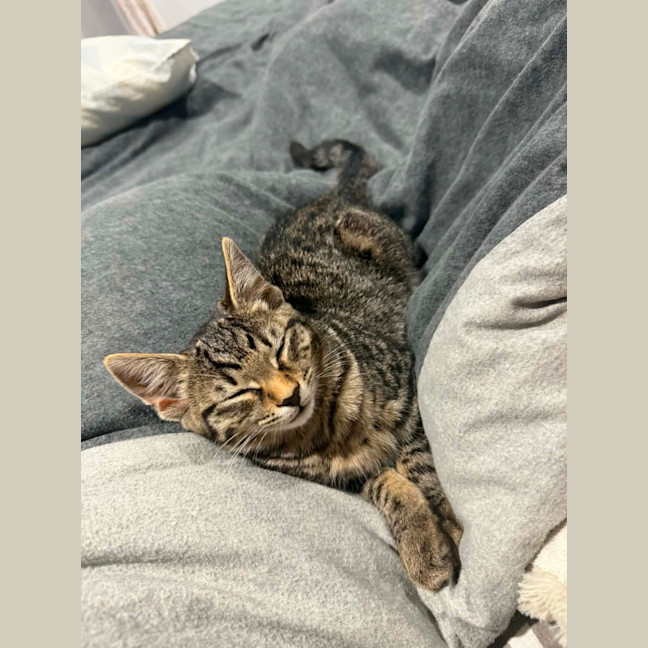 Photo of Nala *9 Lives Project Rescue*