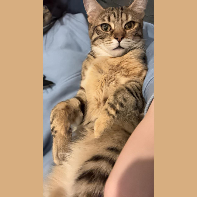 Photo of Tosca 