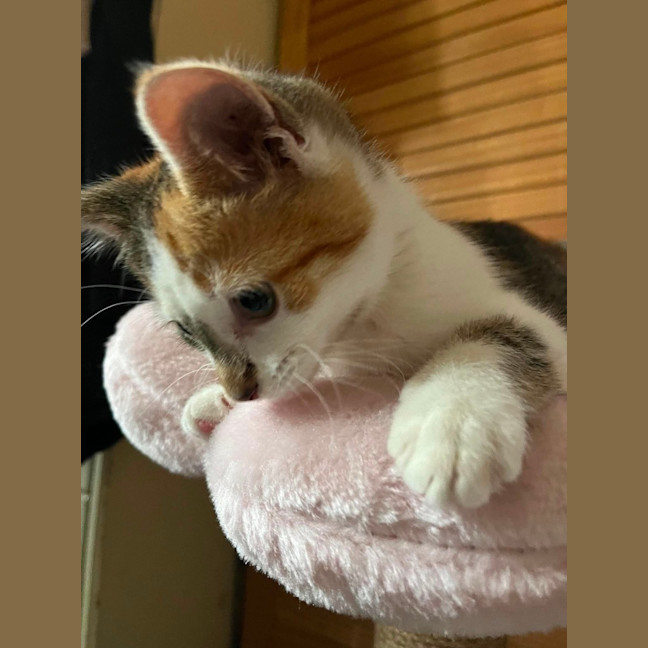 Photo of Gizmo