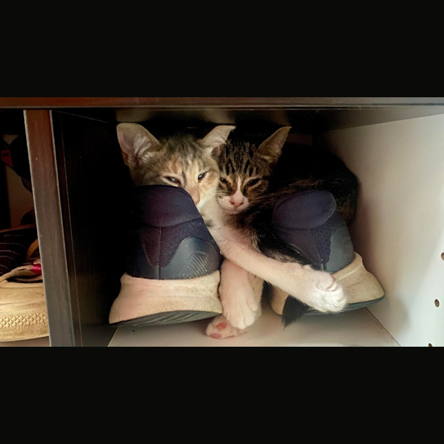 Photo of Tay Tay & Britney 