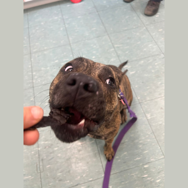 Photo of Luna