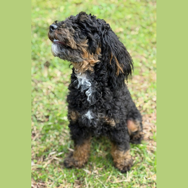 Photo of Teddy