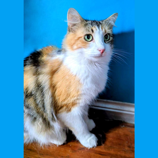 Photo of Belle
