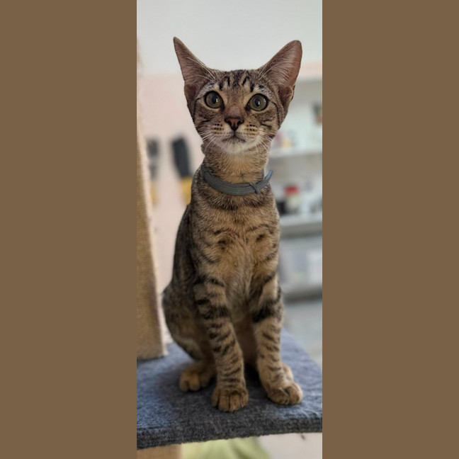 Photo of Wally (8983)