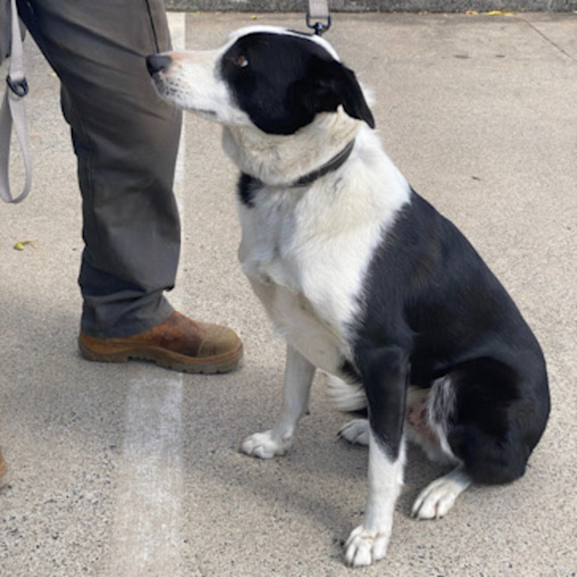 Photo of Koda