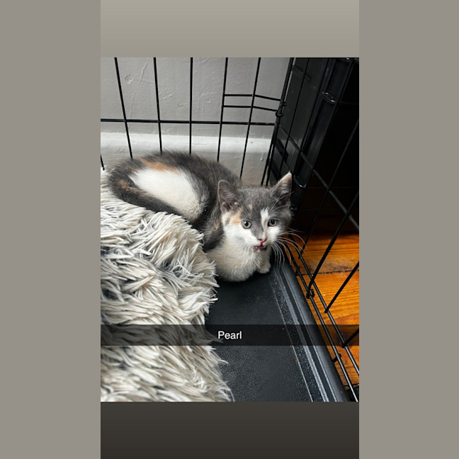 Photo of Pearl