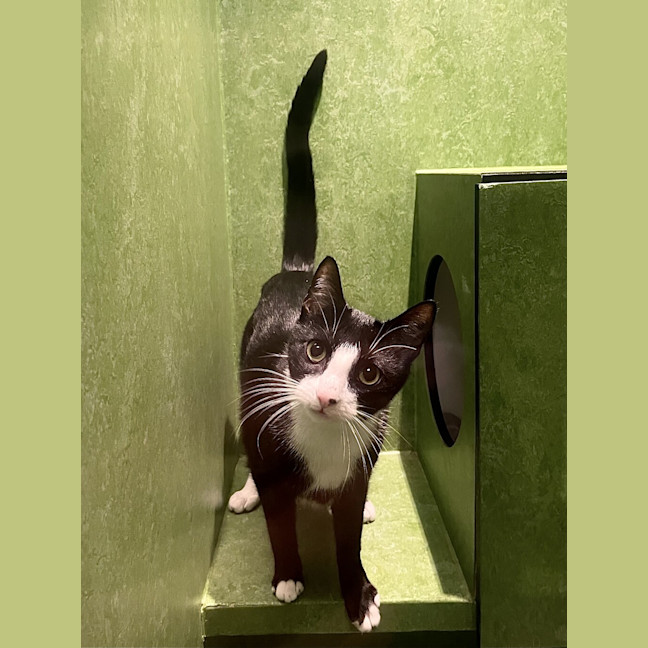 Photo of Othello