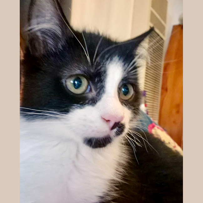 Photo of Jack Sparrow