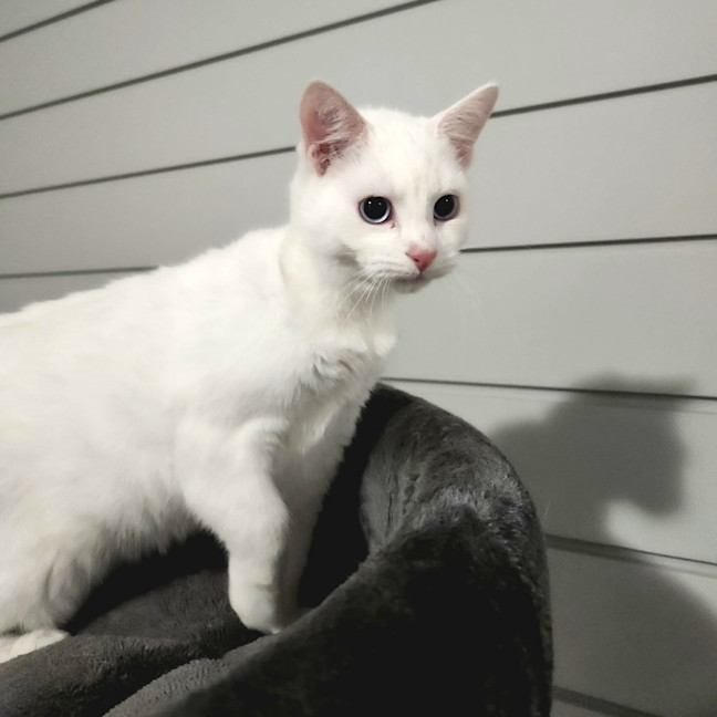 Photo of Kimba