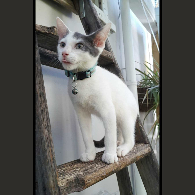 Photo of Loki