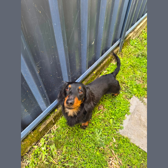 Photo of Winston 
