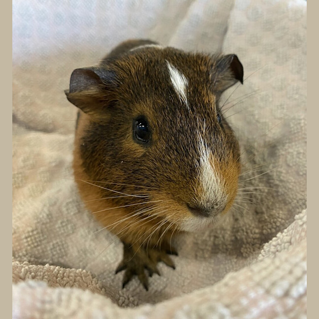 Photo of Carl (Bonded With Edgar)