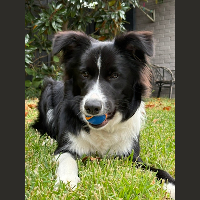 Photo of Nova