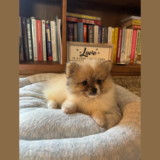 Photo of Kit