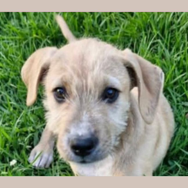 Photo of Chivas Regal 