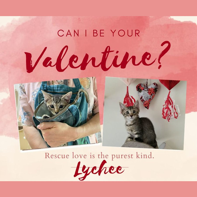 Photo of Mellon Tail 