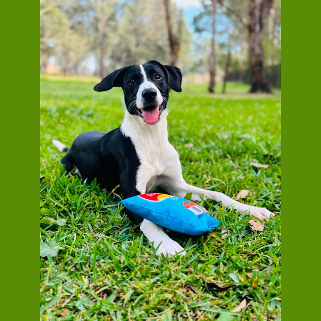 Photo of Sunnyboy