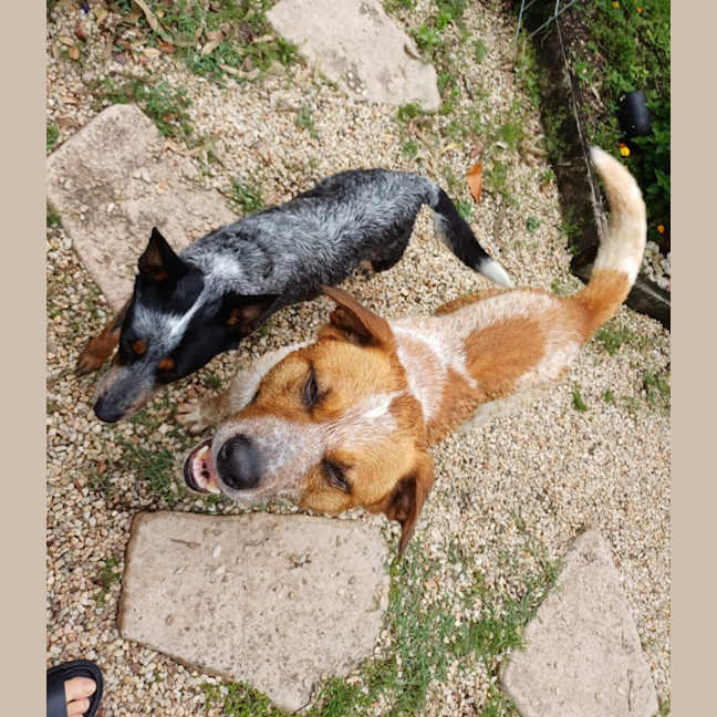 Photo of Russell *$150 Adoption Fee*