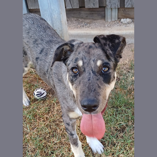 Photo of Spot