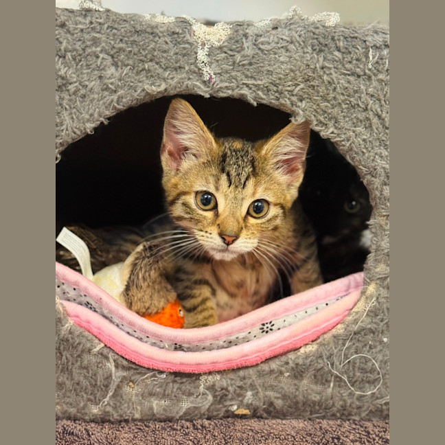 Photo of Honey 