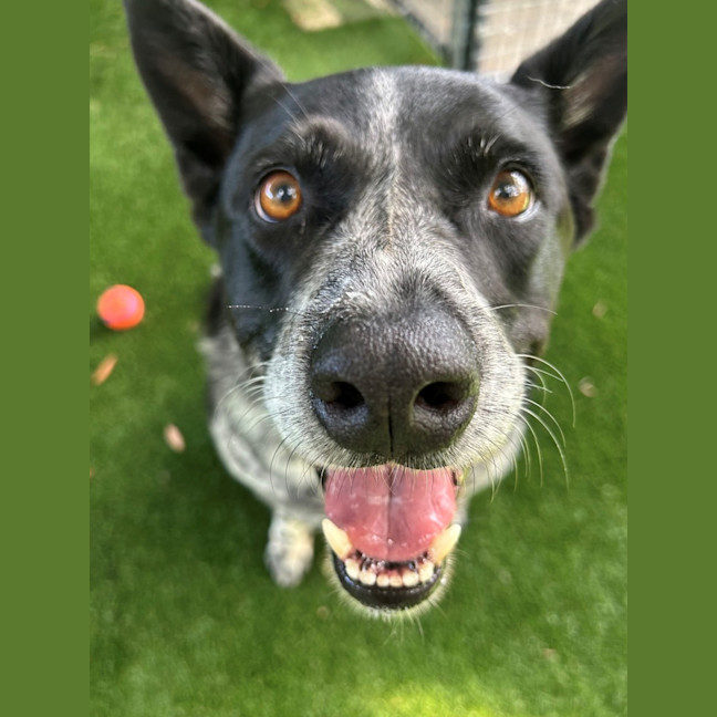 Photo of D1112 Bella