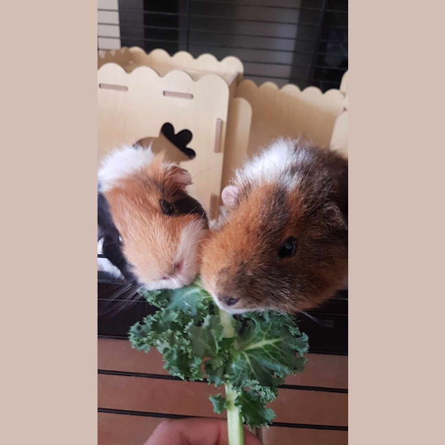 Photo of Rocco And Reggie