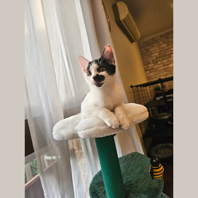 Photo of Peanut 🥜