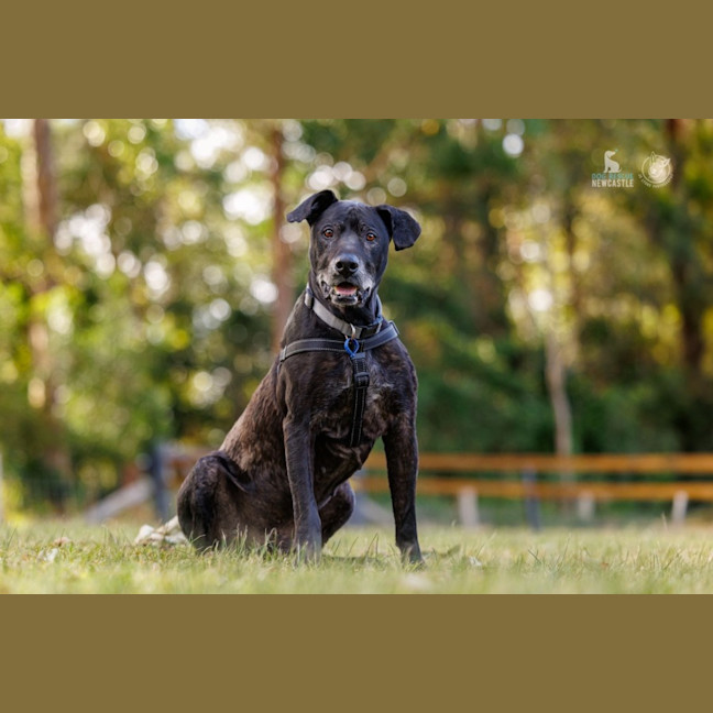 Photo of Chuck   11 Year Old Bullmastiff
