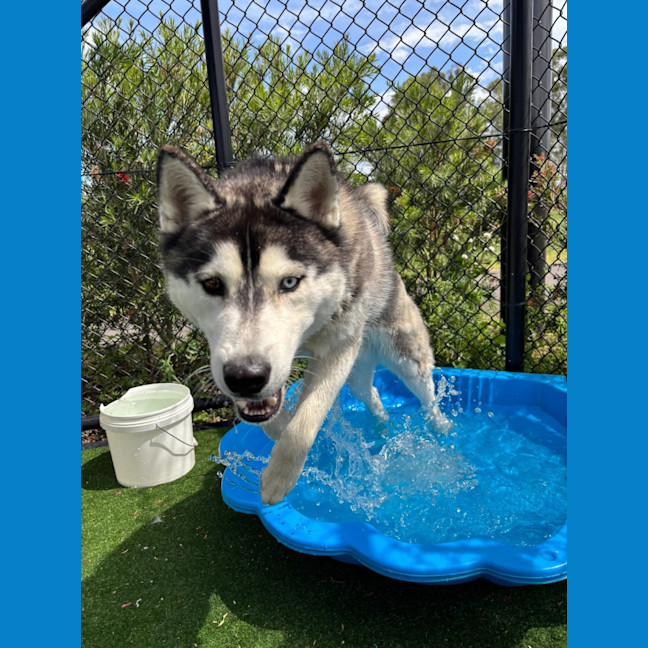 Photo of Zorro Imp 1965