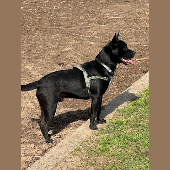 Photo of Claude   4 Year Old French Bulldog X (Trial)