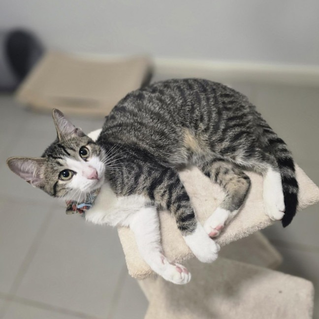 Photo of Hunter