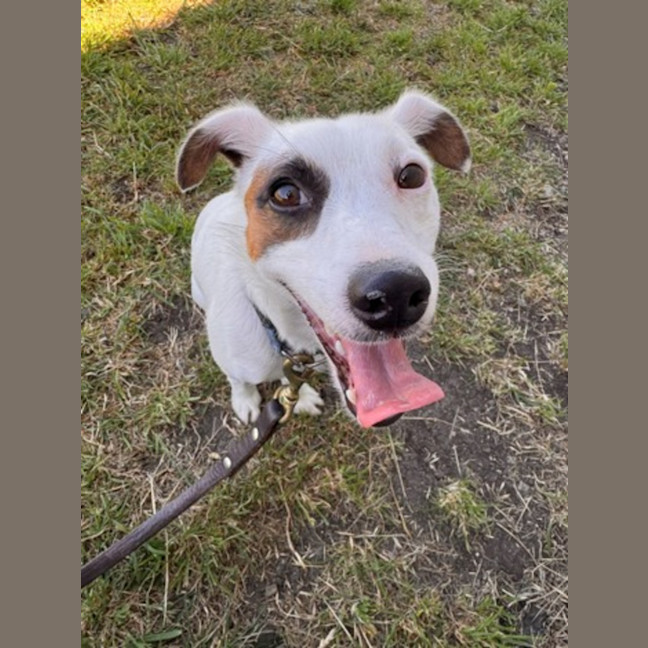 Photo of Patches (67738)