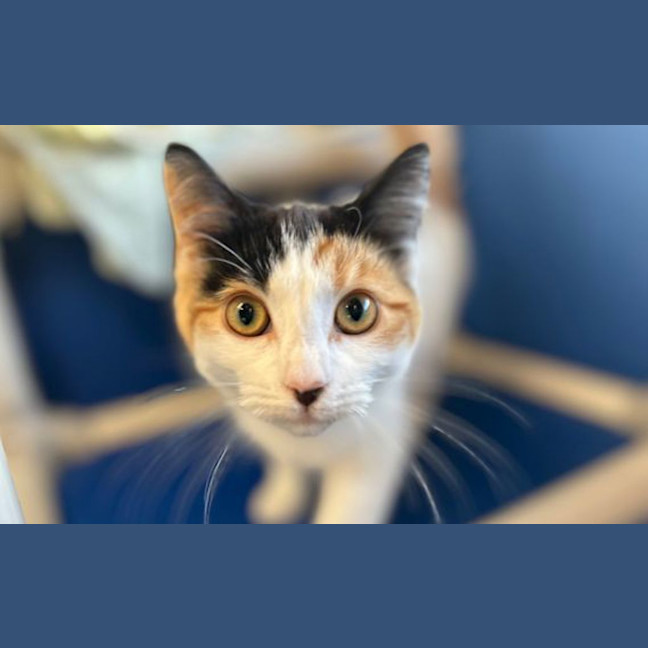 Photo of Miso
