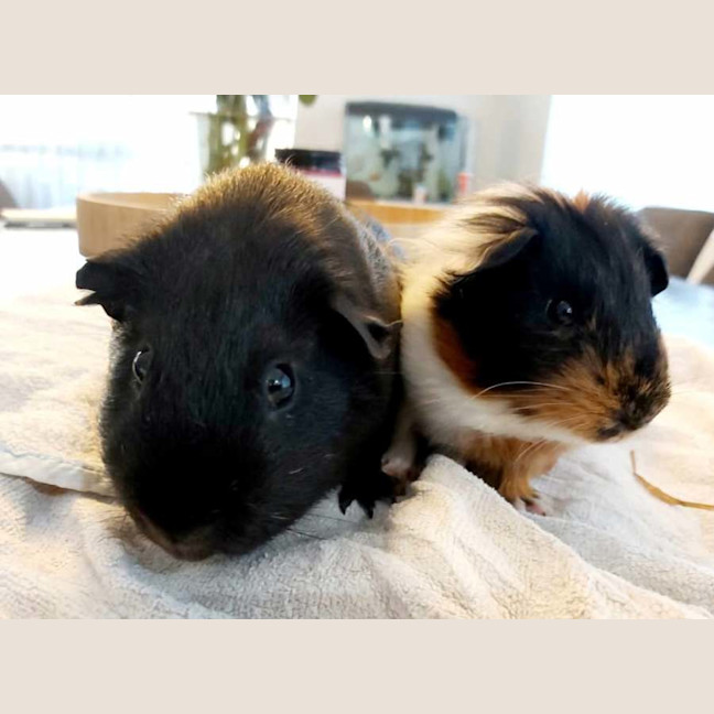 Photo of Luffy & Monkey