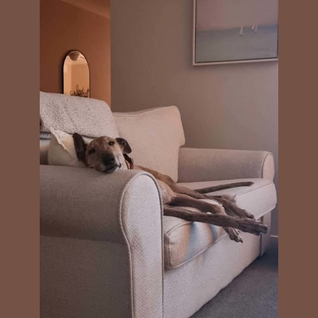 Photo of Spud, The Greyhound