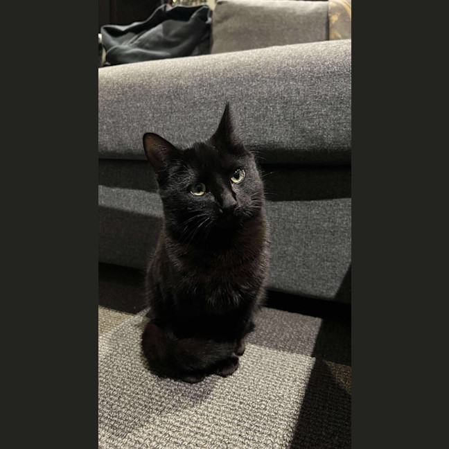 Photo of Toothless